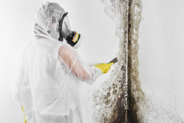 Best Attic Mold Removal  in Ocala Estates, FL